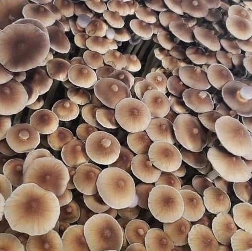 B plus mushrooms