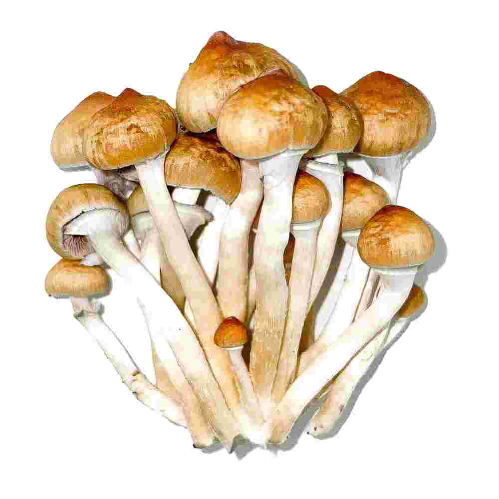 Mazatapec Mushrooms