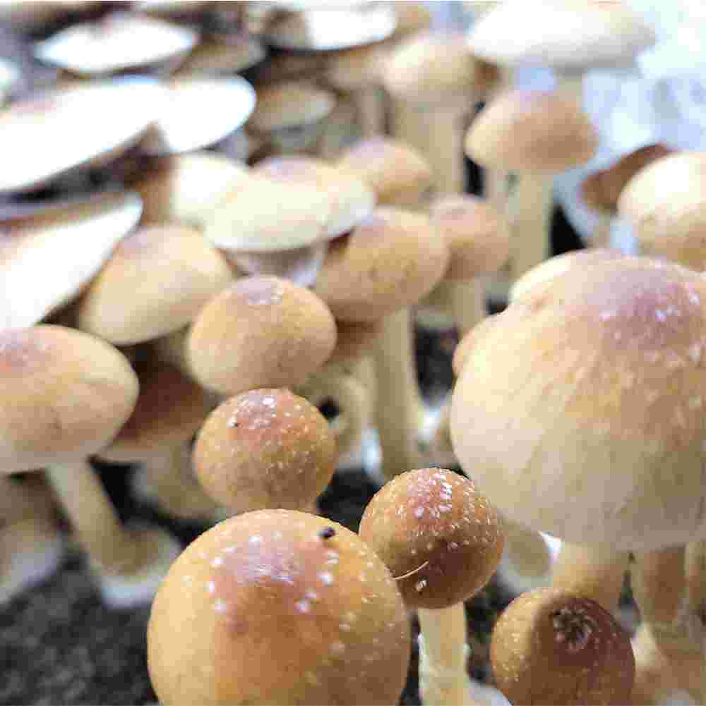 Z-Strain Mushrooms