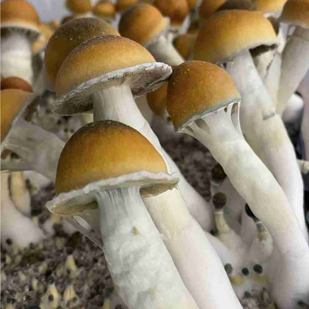 Blue Meanie Mushrooms