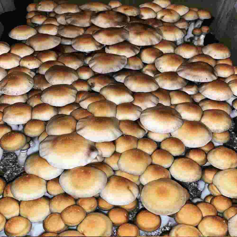 Z-Strain Mushrooms