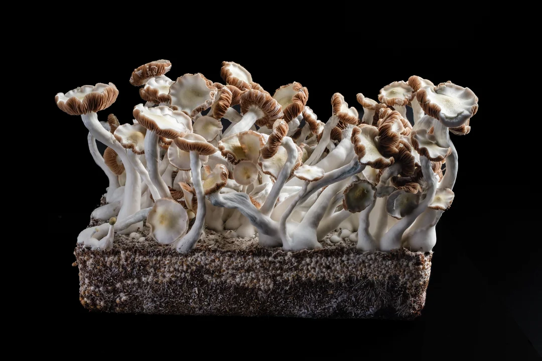 Leusistic Jedi Mind Mushrooms