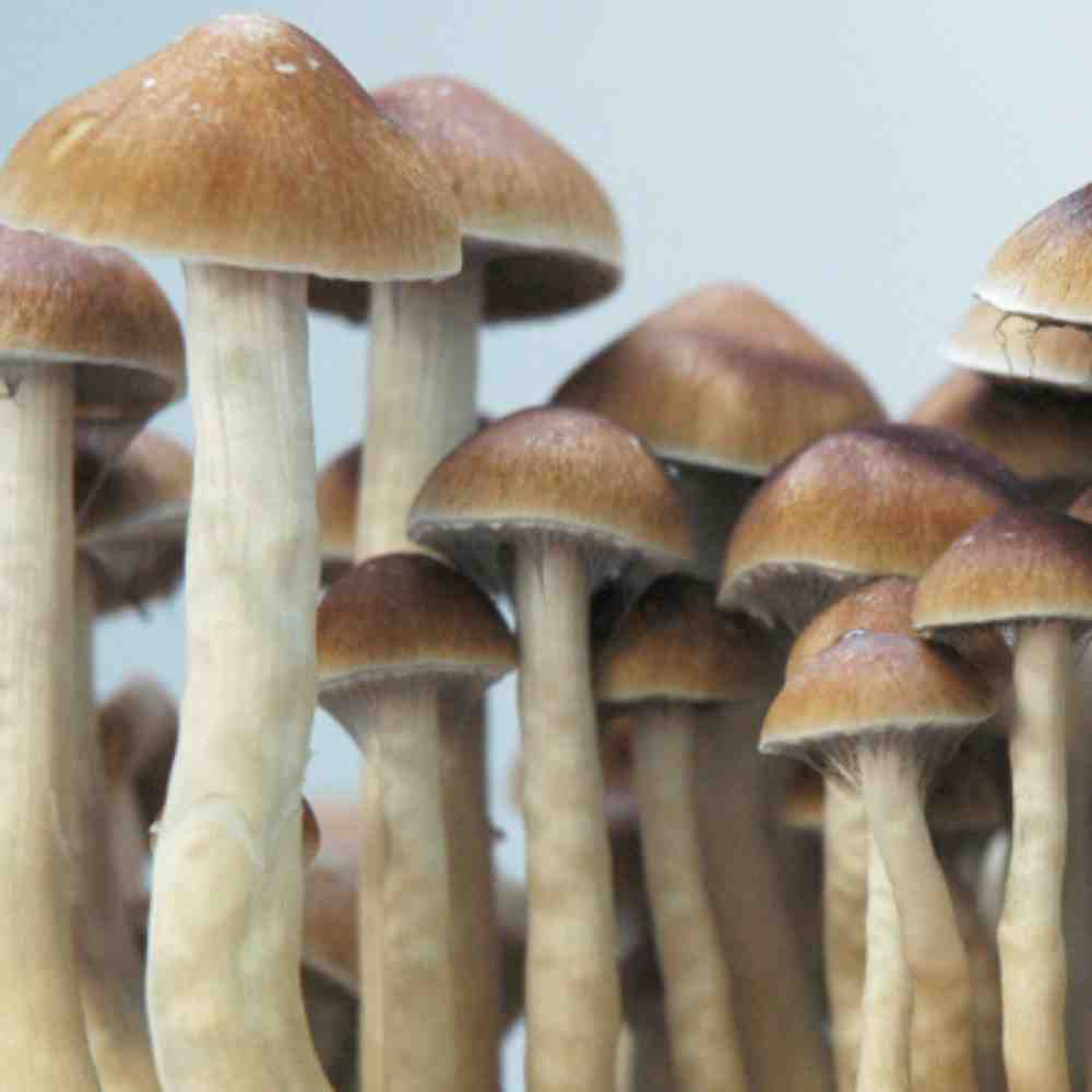 Mckennaii Mushrooms