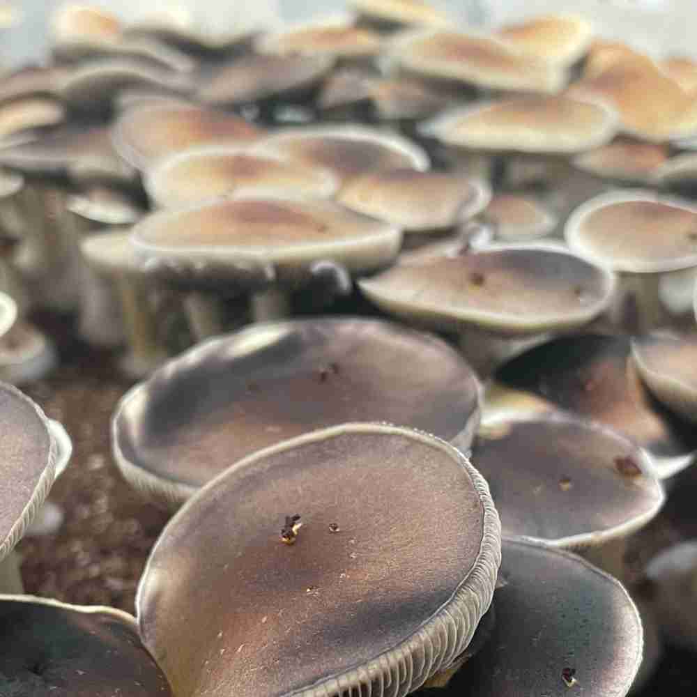 Purple Mystic Mushrooms