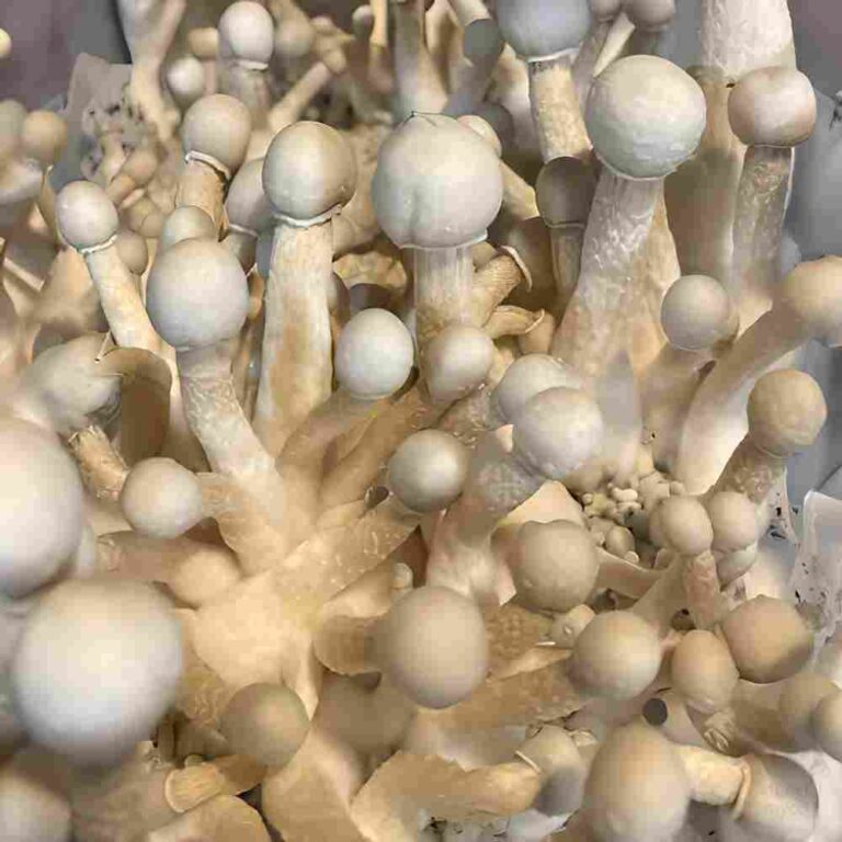 White Teacher Mushrooms