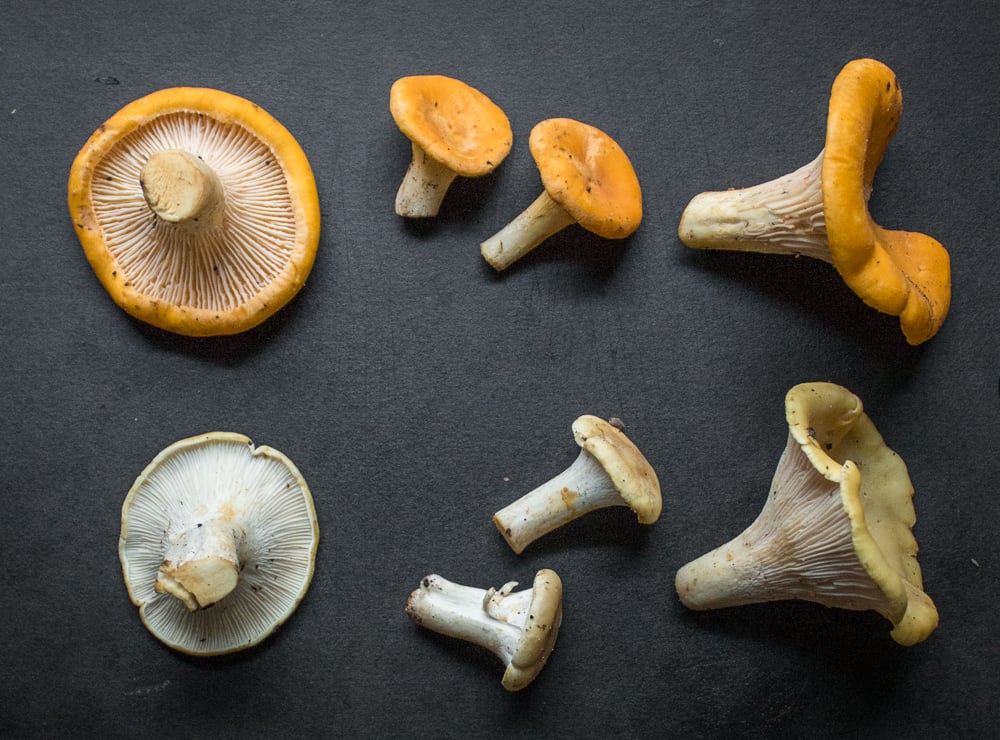 Albino Mushrooms: A Tasty Mutation - Forager | Chef