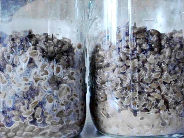 Mushroom Contamination: The Beginner's Guide | Martian Mushrooms UK