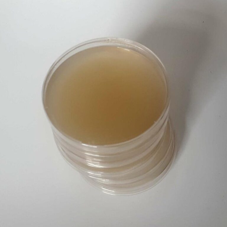 How to Make Agar Plates for Mycology