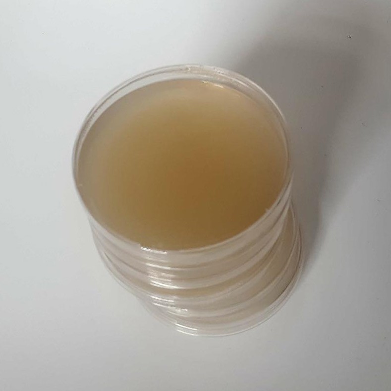 How to Make Agar Plates for Mycology